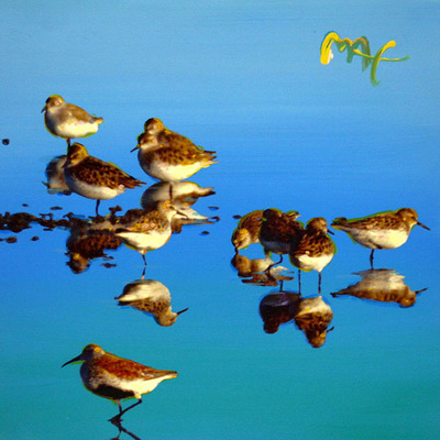 PETER MAX - Plovers #4 - Mixed Media Paper - 16 x 16 inches